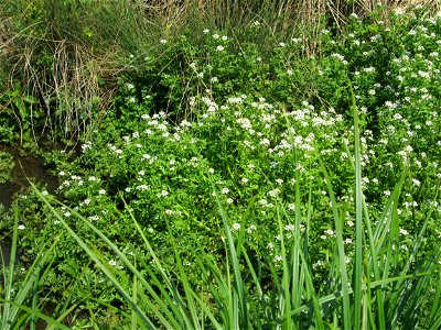 Echte Brunnenkresse (Nasturtium officinale) in einem Entwässerungsgraben im Landschaftsschutzgebiet „Hockenheimer Rheinbogen“