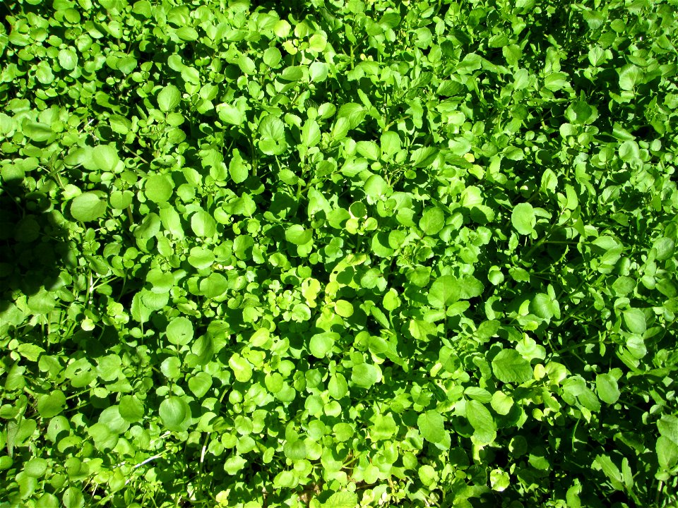 Echte Brunnenkresse (Nasturtium officinale) am Schankenbrunnen am Halberg in Brebach-Fechingen