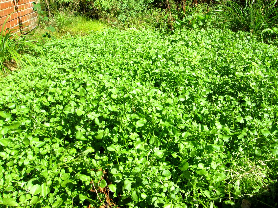 Echte Brunnenkresse (Nasturtium officinale) am Schankenbrunnen am Halberg in Brebach-Fechingen