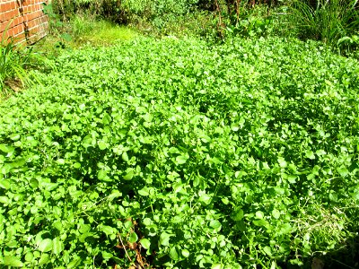 Echte Brunnenkresse (Nasturtium officinale) am Schankenbrunnen am Halberg in Brebach-Fechingen