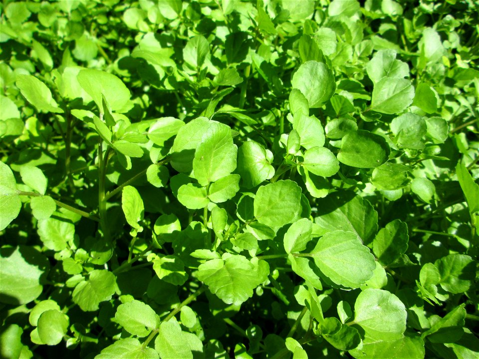 Echte Brunnenkresse (Nasturtium officinale) am Schankenbrunnen am Halberg in Brebach-Fechingen