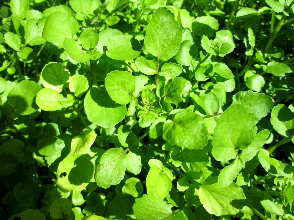 Echte Brunnenkresse (Nasturtium officinale) am Schankenbrunnen am Halberg in Brebach-Fechingen