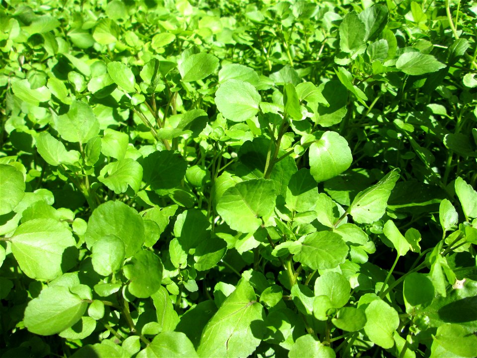 Echte Brunnenkresse (Nasturtium officinale) am Schankenbrunnen am Halberg in Brebach-Fechingen
