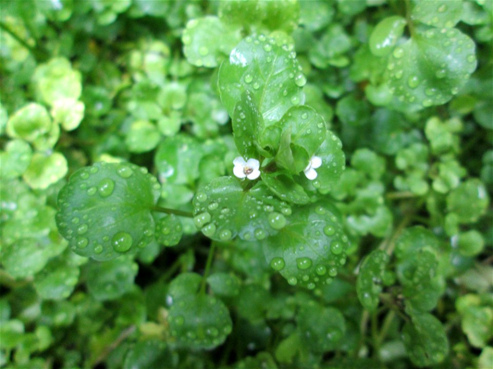Echte Brunnenkresse (Nasturtium officinale) am Schankenbrunnen im Landschaftschutzgebiet „Halberg“ in Saarbrücken