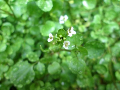 Echte Brunnenkresse (Nasturtium officinale) am Schankenbrunnen im Landschaftschutzgebiet „Halberg“ in Saarbrücken