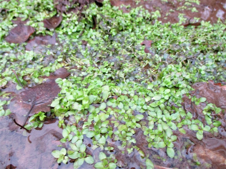 Echte Brunnenkresse (Nasturtium officinale) auf der Nauwies im Steinbachtal in Malstatt