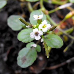 Watercress, Rorippa nasturtium-aquaticum, at Blue Sky Ecological Reserve in Poway, California, USA.