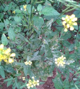கடுகுச் செடி Botanical name - Brassica juncea Common name - Indian mustard Lleaves, seeds and stem are edible ; Young tender leaves are used in salads; Greens are cooked with ham or salt p photo