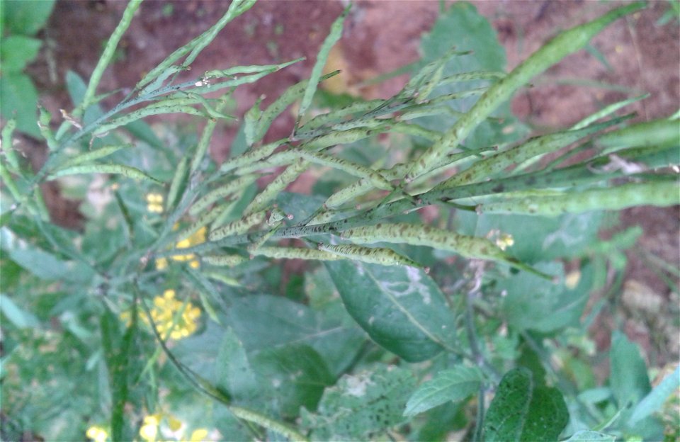 கடுகுச் செடி
Botanical name - Brassica juncea
Common name - Indian mustard
Lleaves,  seeds  and  stem   are edible ; Young tender leaves  are used in salads; Greens are  cooked with ham or salt p