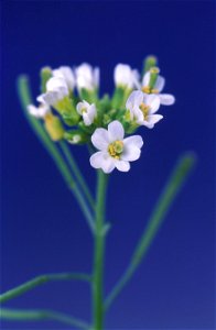 Image title: Arabidopsis thaliana flower
Image from Public domain images website, http://www.public-domain-image.com/full-image/flora-plants-public-domain-images-pictures/flowers-public-domain-images-