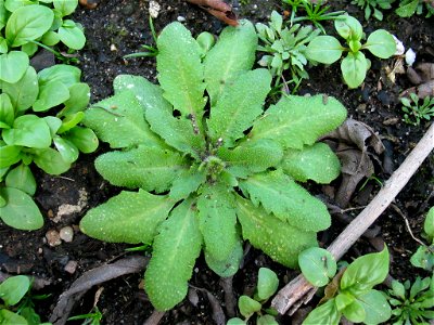 A rosette of Arabidopsis thaliana with the inflourescence just emerging at the centre