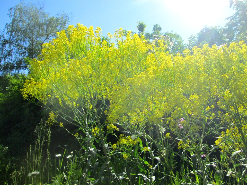 Färberwaid (Isatis tinctoria) auf einem Blühstreifen in Hockenheim, hier ortsfremd