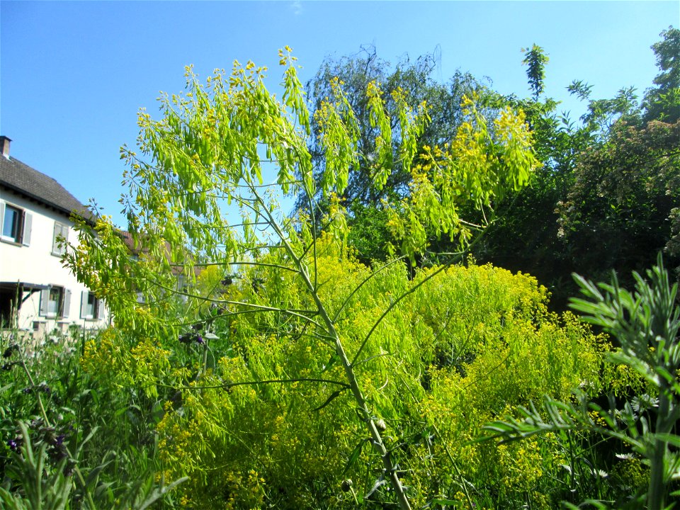 Färberwaid (Isatis tinctoria) auf einem Blühstreifen in Hockenheim, hier ortsfremd