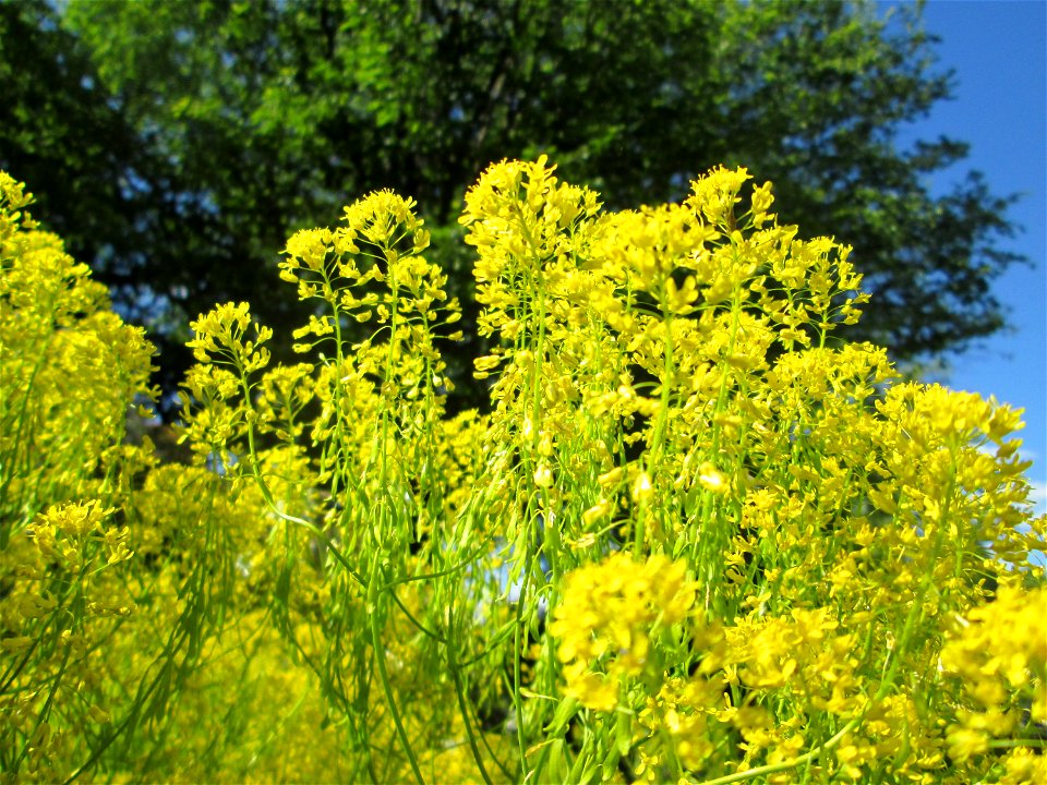 Färberwaid (Isatis tinctoria) auf einem Blühstreifen in Hockenheim, hier ortsfremd