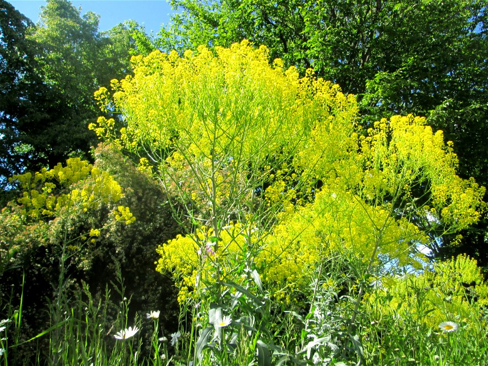 Färberwaid (Isatis tinctoria) auf einem Blühstreifen in Hockenheim, hier ortsfremd