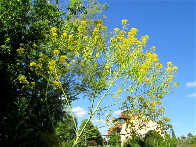 Färberwaid (Isatis tinctoria) auf einem Blühstreifen in Hockenheim, hier ortsfremd