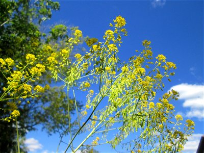 Färberwaid (Isatis tinctoria) auf einem Blühstreifen in Hockenheim, hier ortsfremd