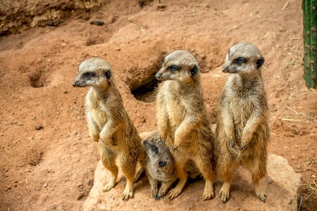 Animal sweet small