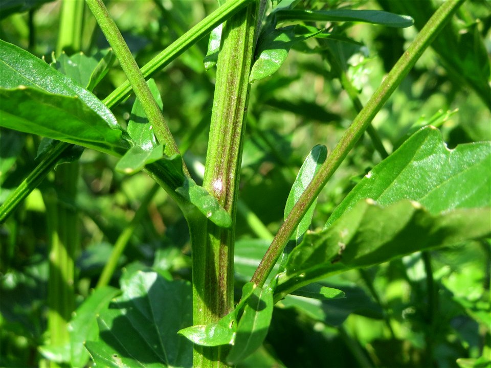 Schwarzer Senf (Brassica nigra) im Landschaftsschutzgebiet Hockenheimer Rheinbogen