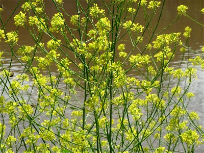 Schwarzer Senf (Brassica nigra) an der Saar in Saarbrücken