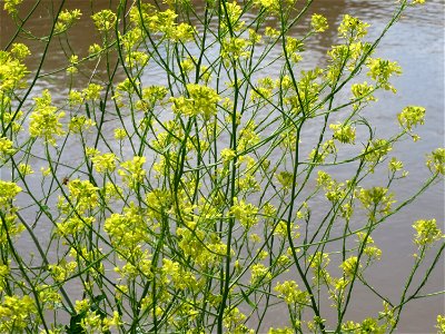 Schwarzer Senf (Brassica nigra) an der Saar in Saarbrücken