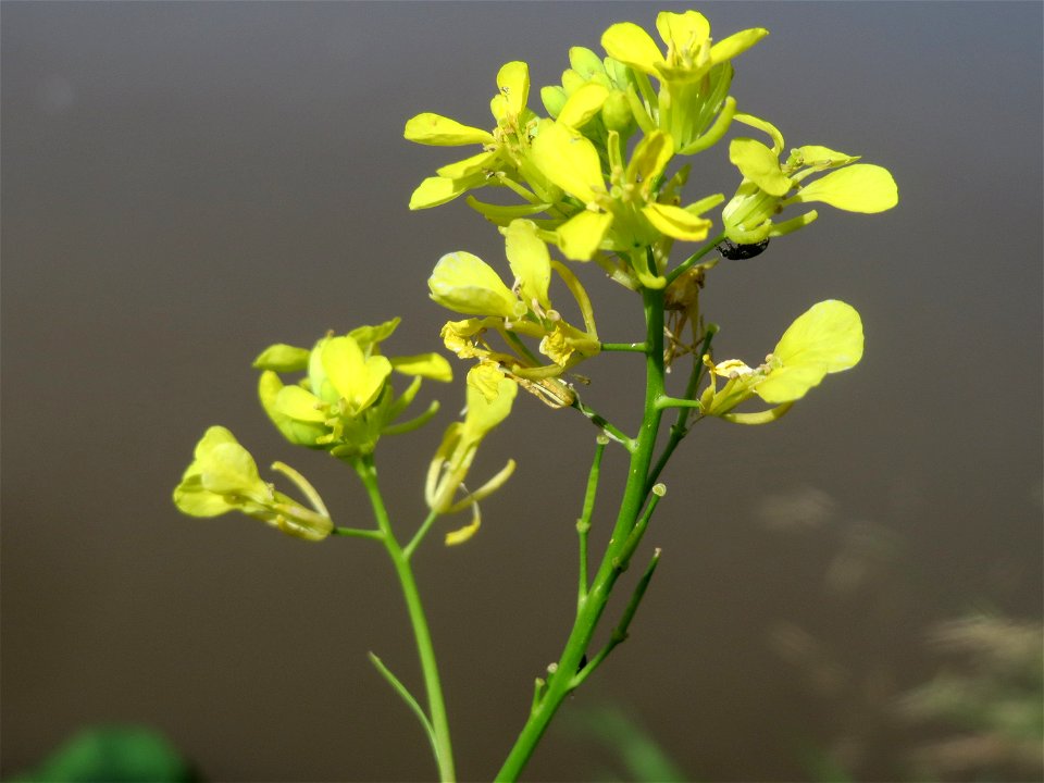 Schwarzer Senf (Brassica nigra) an der Saar in Saarbrücken