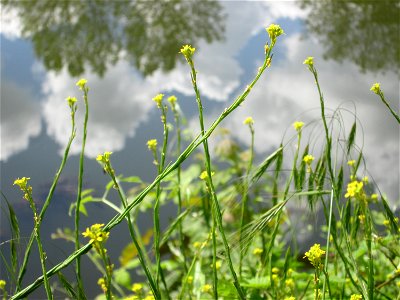 Schwarzer Senf (Brassica nigra) an der Saar in Saarbrücken