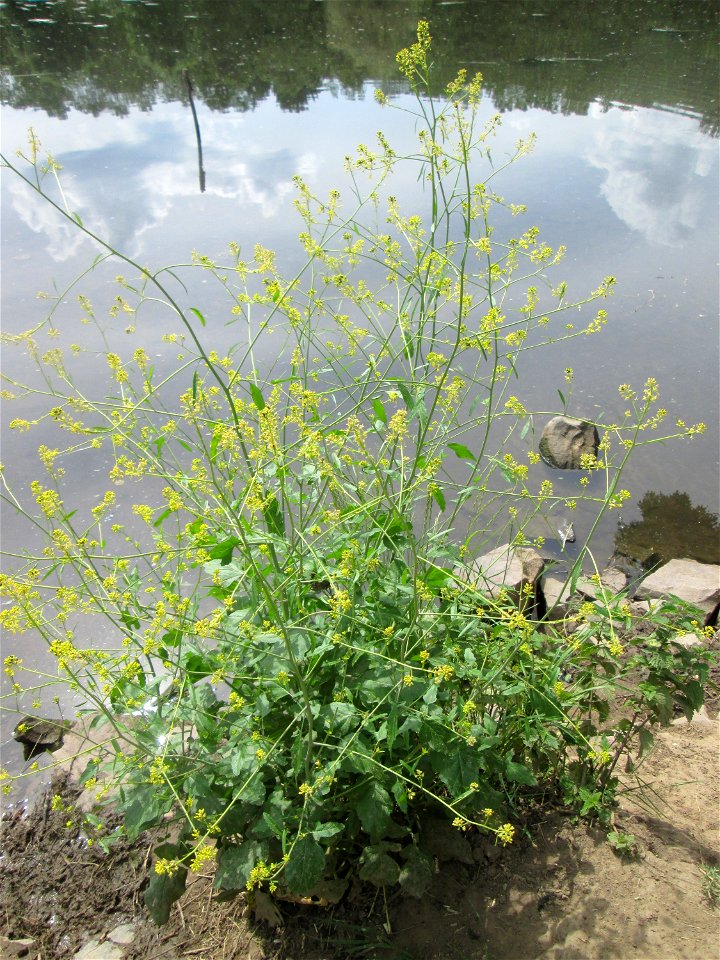 Schwarzer Senf (Brassica nigra) an der Saar im Naturschutzgebiet „St. Arnualer Wiesen“