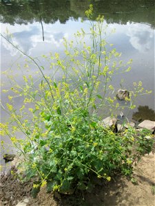 Schwarzer Senf (Brassica nigra) an der Saar im Naturschutzgebiet „St. Arnualer Wiesen“