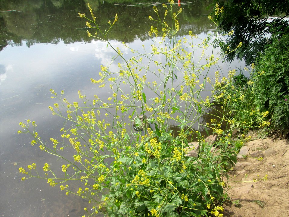 Schwarzer Senf (Brassica nigra) an der Saar im Naturschutzgebiet „St. Arnualer Wiesen“