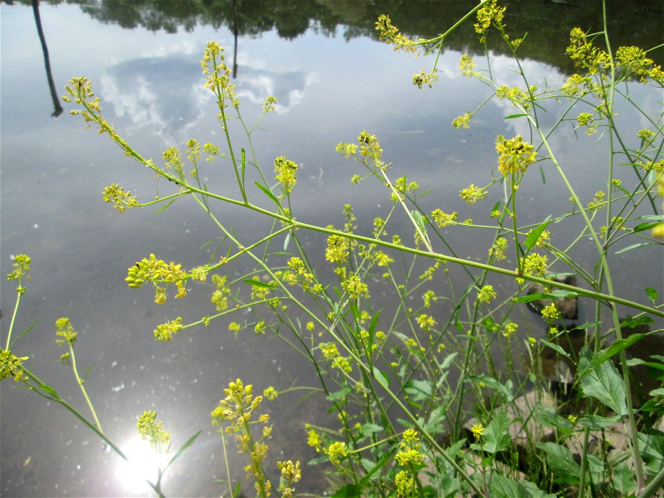 Schwarzer Senf (Brassica nigra) an der Saar im Naturschutzgebiet „St. Arnualer Wiesen“