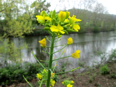 Schwarzer Senf (Brassica nigra) an der Saar in Saarbrücken