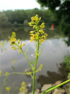 Schwarzer Senf (Brassica nigra) an der Saar im Naturschutzgebiet „St. Arnualer Wiesen“