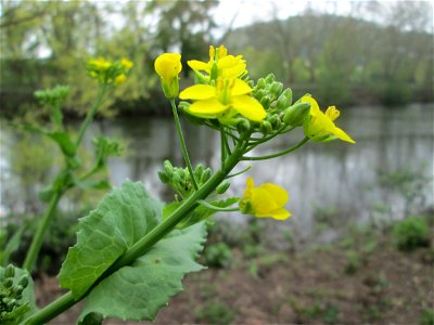 Schwarzer Senf (Brassica nigra) an der Saar in Saarbrücken