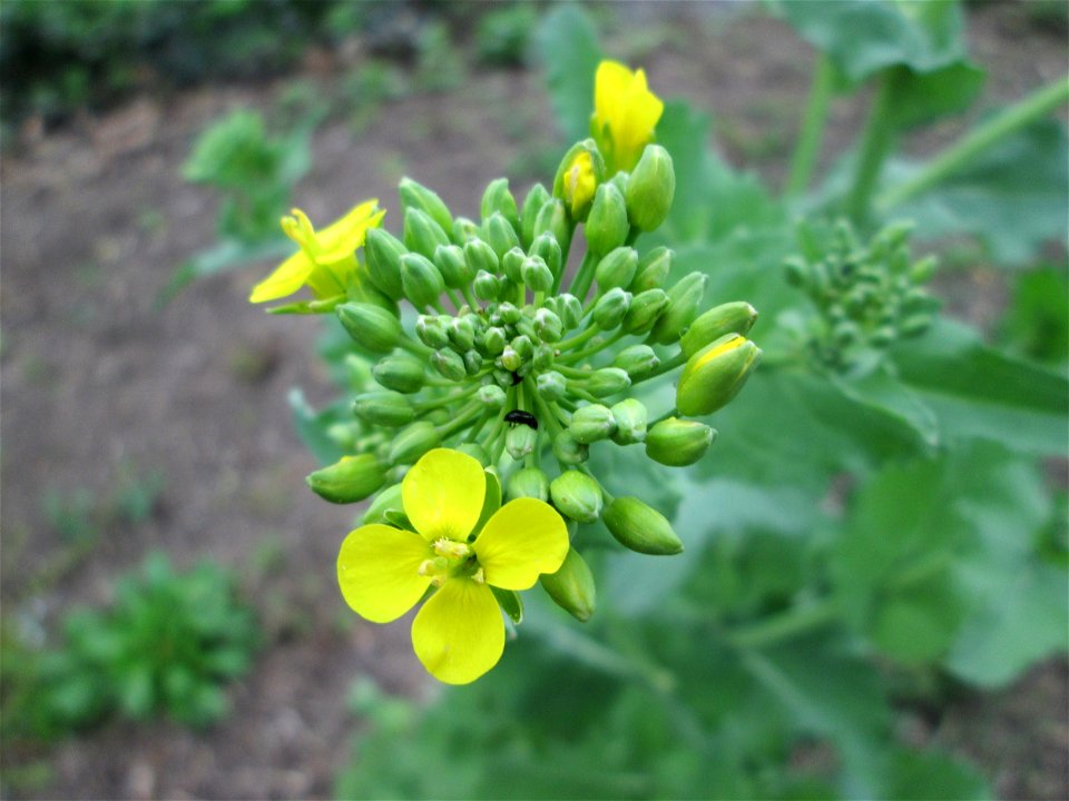 Schwarzer Senf (Brassica nigra) an der Saar in Saarbrücken