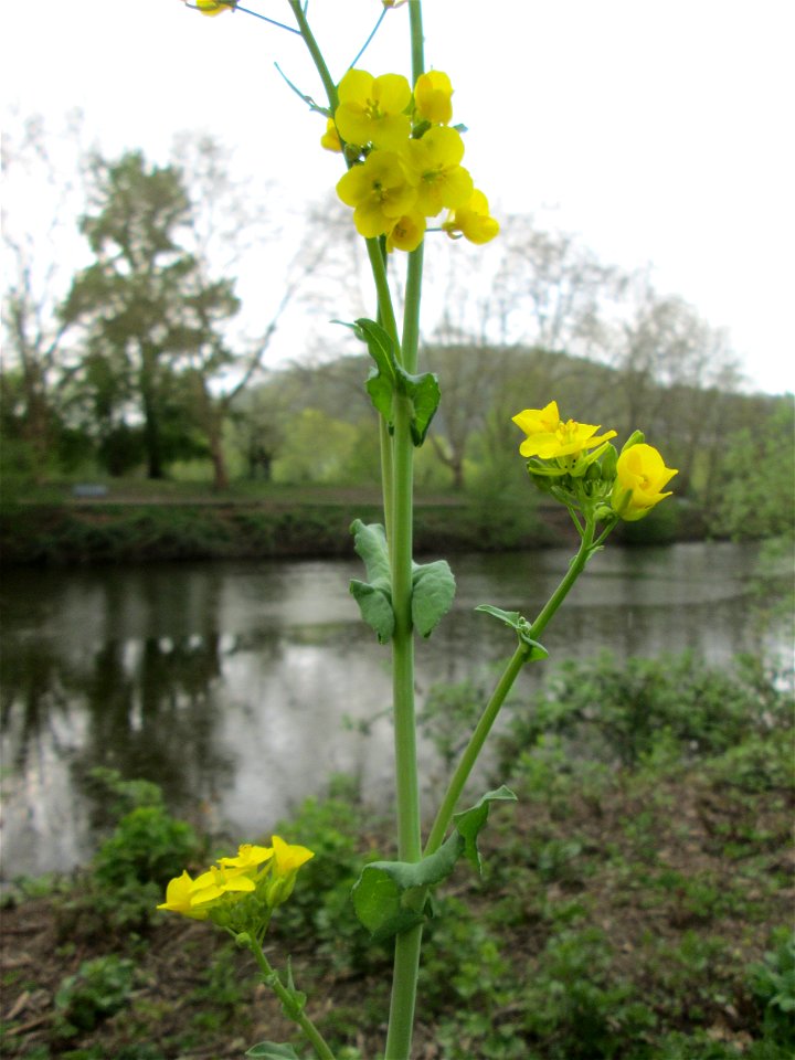 Schwarzer Senf (Brassica nigra) an der Saar in Saarbrücken