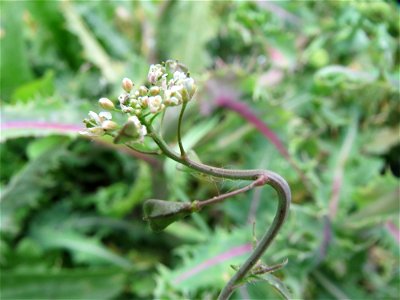 Hirtentäschelkraut (Capsella bursa-pastoris) im Naturschutzgebiet Bachwiesen/Leopoldswiesen im Hockenheimer Rheinbogen