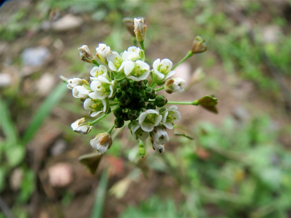 Gewöhnliches Hirtentäschel (Capsella bursa-pastoris) im Hockenheimer Rheinbogen