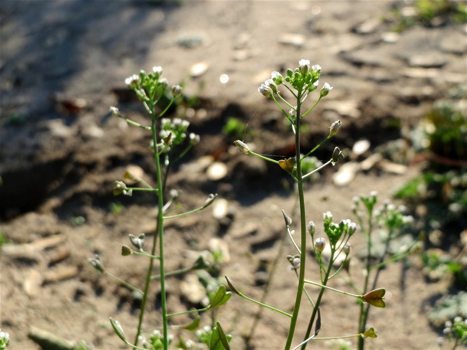Hirtentäschel (Capsella bursa-pastoris) bei Reilingen