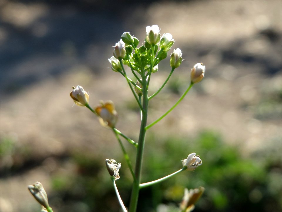 Hirtentäschel (Capsella bursa-pastoris) bei Reilingen