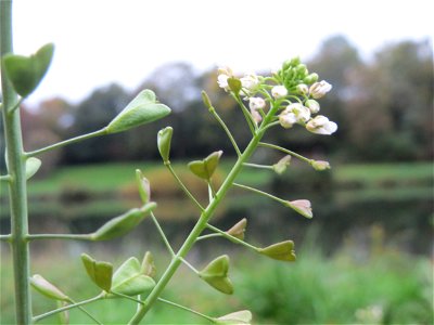 Gewöhnliches Hirtentäschel (Capsella bursa-pastoris) an der Saar in Saarbrücken
