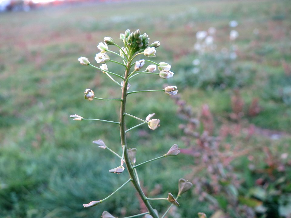 Gewöhnliches Hirtentäschel (Capsella bursa-pastoris) in Hockenheim