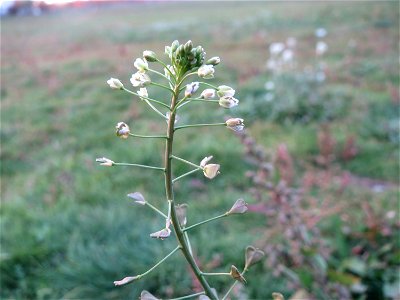 Gewöhnliches Hirtentäschel (Capsella bursa-pastoris) in Hockenheim