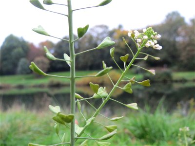Gewöhnliches Hirtentäschel (Capsella bursa-pastoris) an der Saar in Saarbrücken