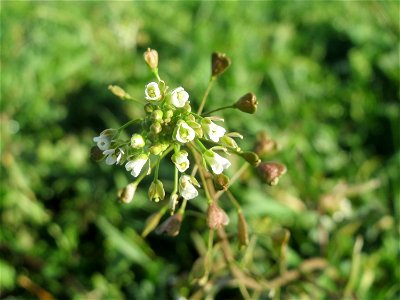 Hirtentäschelkraut (Capsella bursa-pastoris) bei Hockenheim