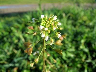 Hirtentäschelkraut (Capsella bursa-pastoris) bei Hockenheim