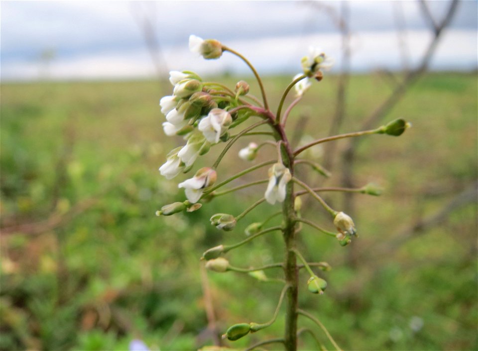 Gewöhnliches Hirtentäschel (Capsella bursa-pastoris) bei Hockenheim