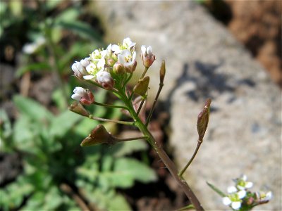 Gewöhnliches Hirtentäschel (Capsella bursa-pastoris) in Heidelberg