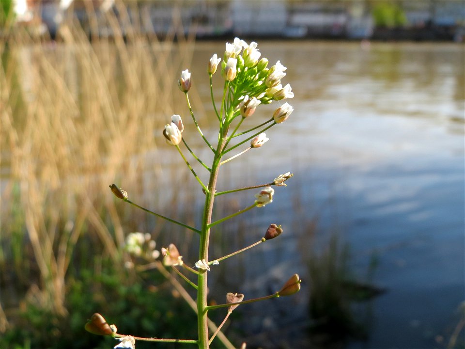 Gewöhnliches Hirtentäschel (Capsella bursa-pastoris) am Neckarufer in Heidelberg-Neuenheim