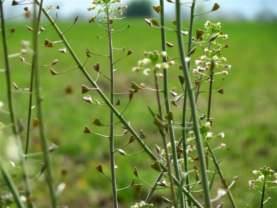 Gewöhnliches Hirtentäschel (Capsella bursa-pastoris) im Naturschutzgebiet Bachwiesen/Leopoldswiesen im Hockenheimer Rheinbogen